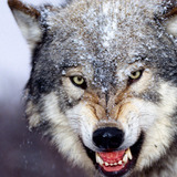 /@wolfwarrier
